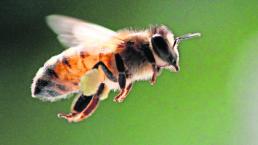 dia mundial de las abejas peligro de extincion mexico