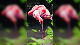 sacrifican flamingo niño piedra lesión 