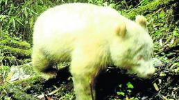 Video panda albino Reserva Natural Nacional Wolong