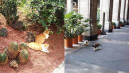 Gatitos Palacio Nacional Con los gatos no Denuncia