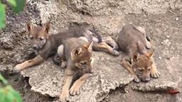 Nacen tres ejemplares de lobo gris mexicano en el Museo del Desierto de Saltillo