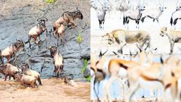 Subastarán animales por sequía en reservas y parques nacionales de Namibia