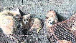 Perros libran ser cocinados China