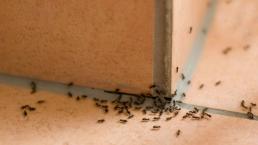 Control de Plagas Consejo contra hormigas chinches cucarachas