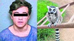 joven confiesa robó lémur adoptarlo mascota zoológico se arrepiente california estados unidos 