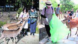 mueren ciervos comer plástico desechos basura turistas parque nara japón 