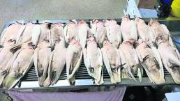Aves muertas Ojos y pico ensangrentados Presunto envenenamiento Australia
