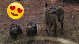 Anuncian el primer nacimiento de hienas moteadas en el Zoológico de Chapultepec