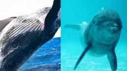 dia mundial de las ballenas y los delfines