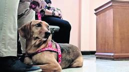 perro asiste juicio en contra de su exdueña maltrato animal desnutrido pulgas campeón denuncia costa rica