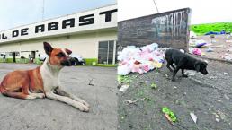 abandono de perros Toluca 