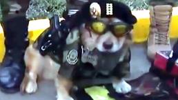Chato el perrito policía que se hizo viral por desfilar con su propia pistola