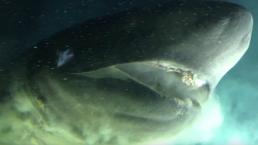 Difunden video del hallazgo de especie de tiburón más antigua en el Golfo de México