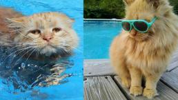 gato nadador kitty