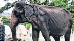 obligan elefanta desnutrida desfilar festival busdista sri lanka