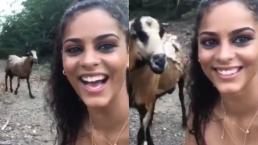 Circula video de cabra que golpea a una mujer que intentaba tomarse selfie
