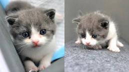 nace garlic primer gato clonado china 