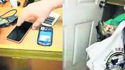 gato traficante ladrón celulares teléfonos delincuente detenido costa rica