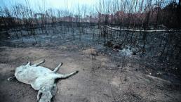 amazonas incendio animales muertos prayforamazonas amazonia