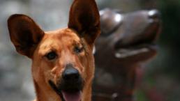 dia internacional del perro rosseta perrita edomex enfermedades mexico