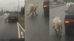 Se viraliza video de conductor que arrastra a su perro enfermo por la carretera