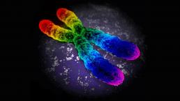 Investigadores estadounidenses confirman que no existe gen gay en el ADN