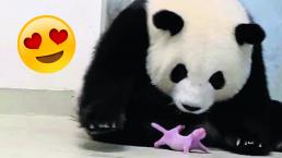 Nacen los primeros pandas gemelos en zoológico de Berlín