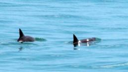 vaquita marina avistamiento peligro de extincion aguas mexicanas