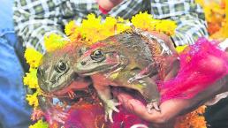 Casamiento ranas india