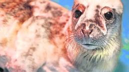 foca narcotraficantes isla Australia