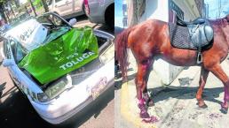 accidente caballos toluca estado de mexico atropellan caballos cohetes
