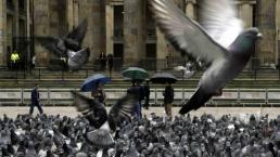 alimento anticonceptivos palomas bruselas belgica europa sobrepoblacion