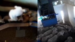 maltrato animal matadero España