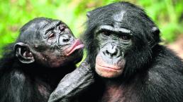 Hembras bonobos sexo lésbico agresiones