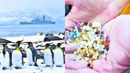 hallan restos plástico microplástico excremento desperdicios fecales pingüinos portugal