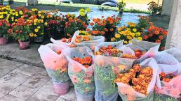 Producción de cempasúchil se reduce en Morelos; comerciantes señalan falta de lluvias