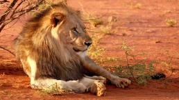 Envenenan y matan leones Sudáfrica