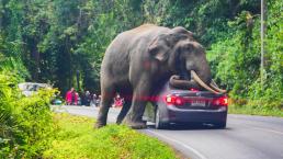 elefante frena marcha automovilista Tailandia vehículo