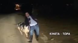 reportero correteado atacado cerdo gigante video transmisión en vivo 