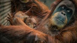 Orangután balazos cuerpo