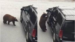 oso abre puerta camioneta aterroriza familia video 