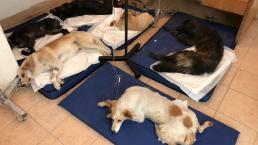 Envenenan a 9 perros en el Estado de México, 7 están graves y las cachorritas murieron