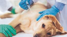 Veterinarios engañan a 100 personas y les aplican vacuna canina, dijeron que era antiCovid