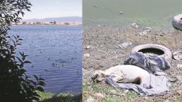 En Laguna Palmillas Edomex era común ver patos y garzas, hoy sólo hay animales muertos 