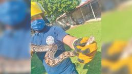 Serpientes se alborotan por el calorón en Cuautla y buscan refugio dentro de casas
