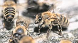 Investigadores entrenan abejas para detectar casos de Covid, en Holanda