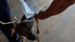 Detienen a perrito por ser mensajero de reos en una cárcel de Panamá
