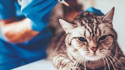 Desde perros hasta hurones, inician vacunación anti Covid para mascotas en Rusia 