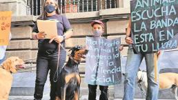 Animalistas piden a diputados a aprobar la ley contra maltratadores de animales en Morelos