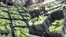 Decomisan 18 toneladas de nopal con valor de medio millón de pesos, en el Edomex